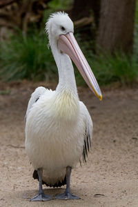 Close-up of pelican