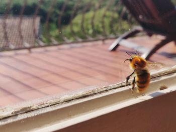 Close-up of insect on railing