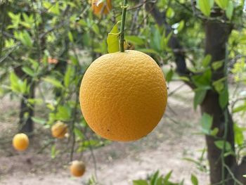 Close-up of orange fruit on tree