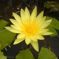 Close-up of lotus water lily in pond