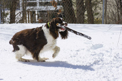 Dog running on snow covered land