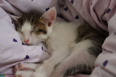 Close-up of cat sleeping on bed