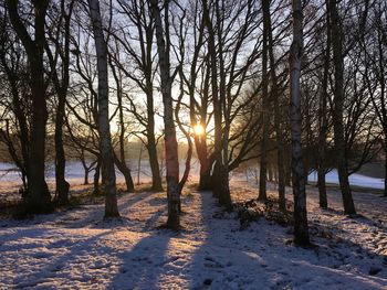 Trees on snow covered landscape