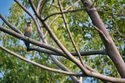 Low angle view of bird perching on tree