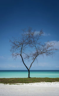 Bare tree by sea against blue sky