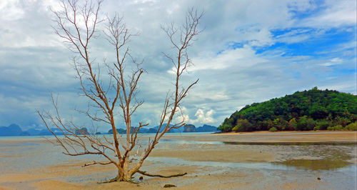 Bare tree on beach against sky