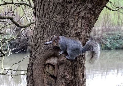 Squirrel on tree trunk in forest