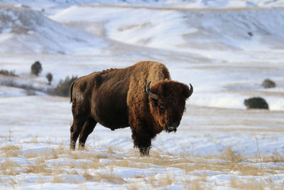 Bison on field during winter