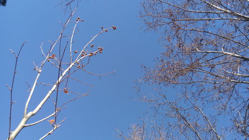 Low angle view of birds on tree against sky