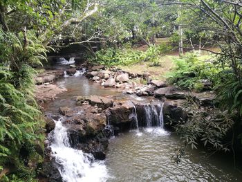 Scenic view of waterfall in forest