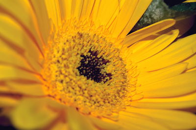 Close-up of yellow gerbera daisy blooming outdoors