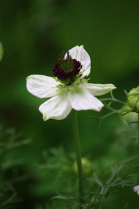 Close-up of white flowering plant