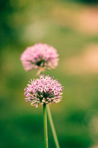 Close-up of allium flower buds growing at farm