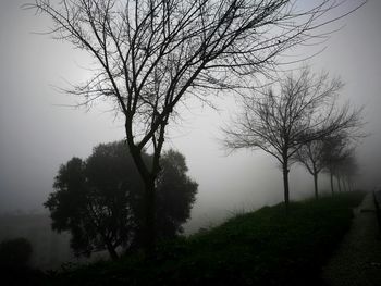 Silhouette tree against sky
