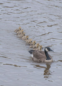 Ducks in pond