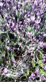 High angle view of purple flowering plants on field