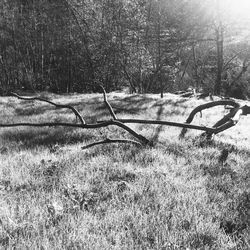 View of trees on field