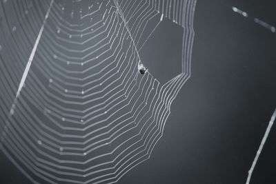 Close-up of spider web