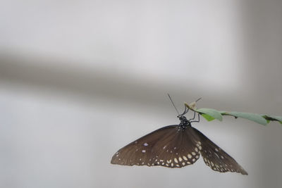 Butterfly on leaf