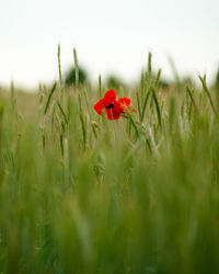 Close-up of red poppy flowers on field