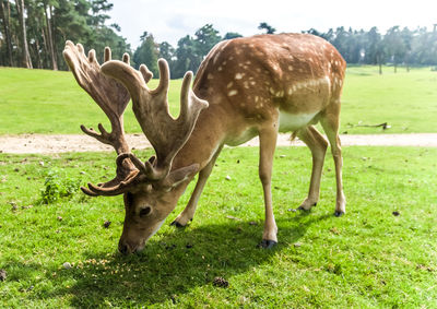 Fallow deer on grassy field during sunny day