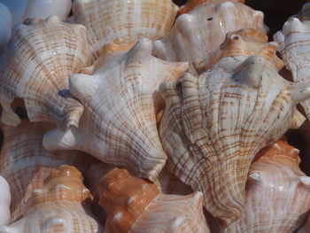 Close-up of shells for sale