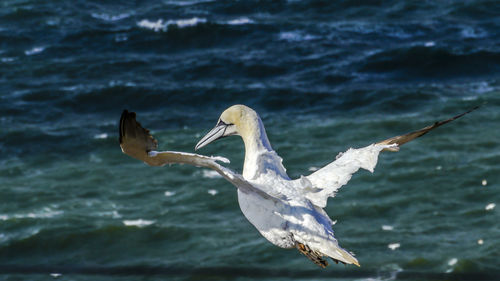 Bird flying over water