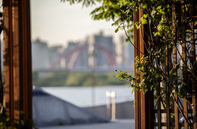 Close-up of creeper plant on fence