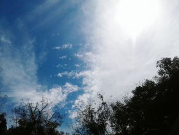 Low angle view of trees against blue sky