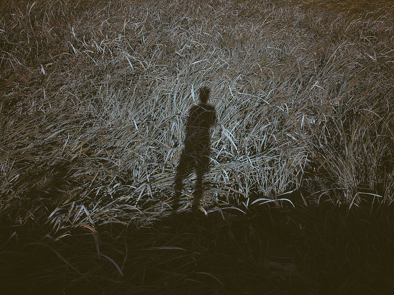 field, one person, grass, rear view, full length, real people, standing, walking, men, nature, outdoors, night, growth, landscape, beauty in nature, people