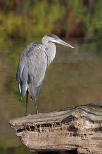 High angle view of gray heron perching at lakeshore