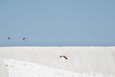 Low angle view of birds flying against clear sky