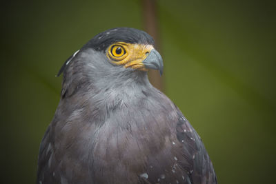 Close-up of eagle