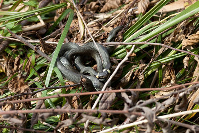 Close-up of lizard on grass