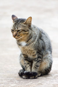 Portrait of cat sitting outdoors