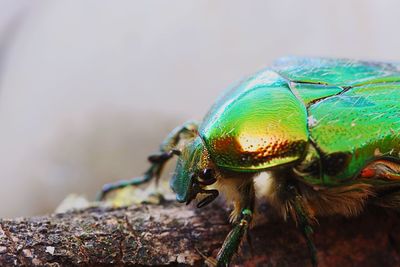 Close-up of spider