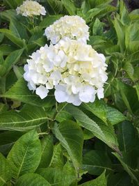 Close-up of flowers blooming outdoors