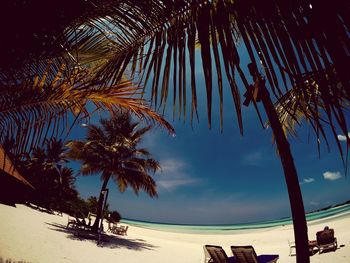 Palm trees on beach against sky