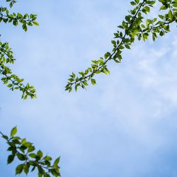 Low angle view of trees against sky