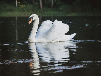 Swan swimming in lake