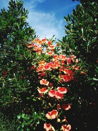 Close-up of red flowers