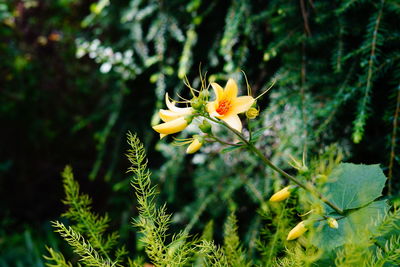 Close-up of yellow flowering plant