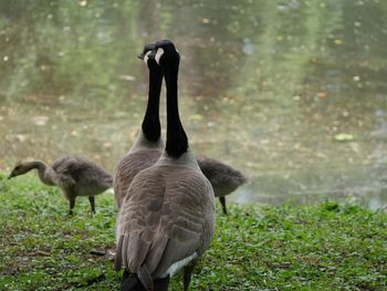 Canada geese with cygnets by lake