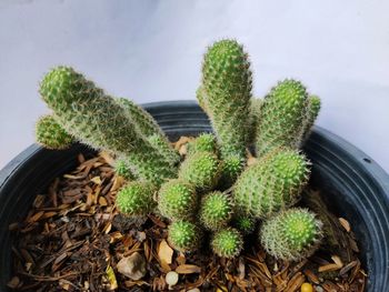 High angle view of succulent plant on field