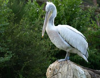 Close-up of pelican perching on a tree