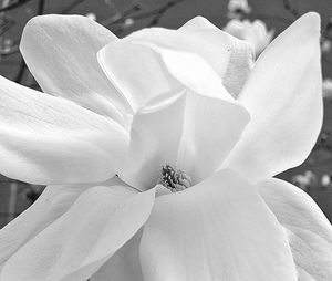 Close-up of flower