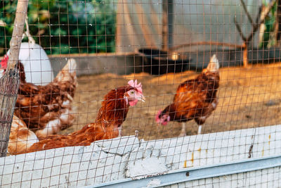 View of birds in cage