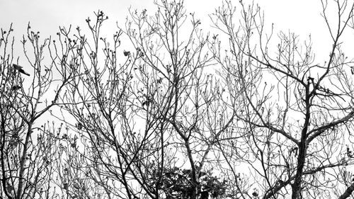 Low angle view of bare tree against clear sky