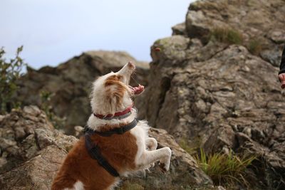 Dog looking away on rock