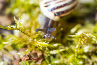 Close-up of insect on leaf